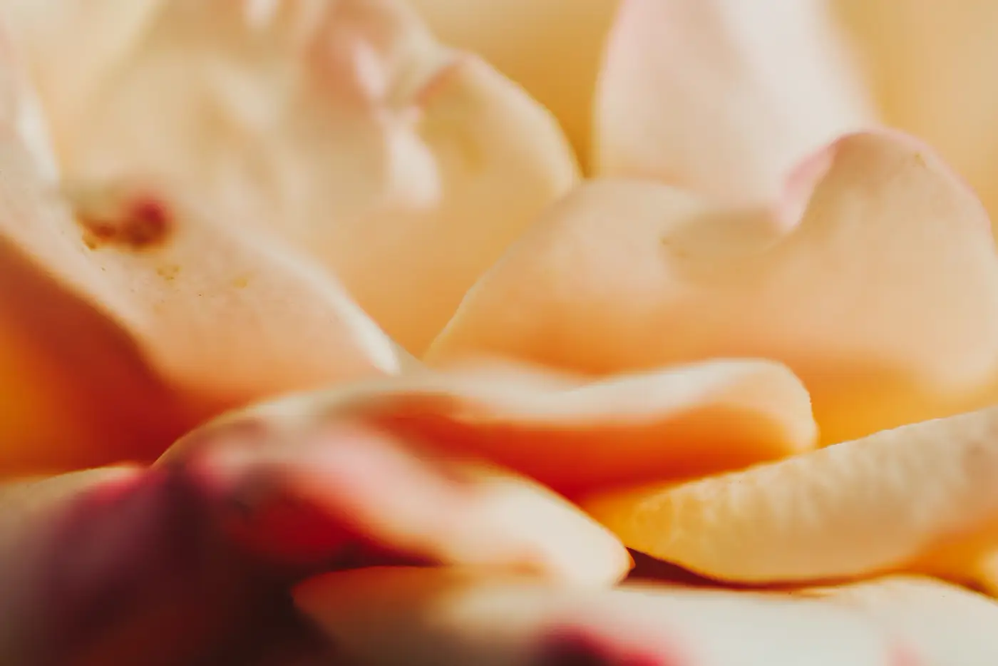 Pétalos en tonos cálidos, detalle de los faciales con ingredientes naturales