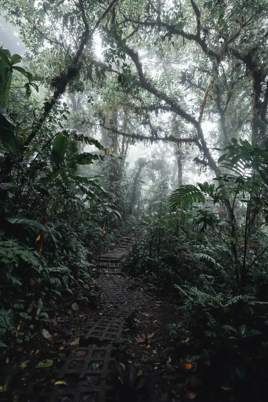 Sendero de piedra entre helechos y neblina en el bosque nuboso