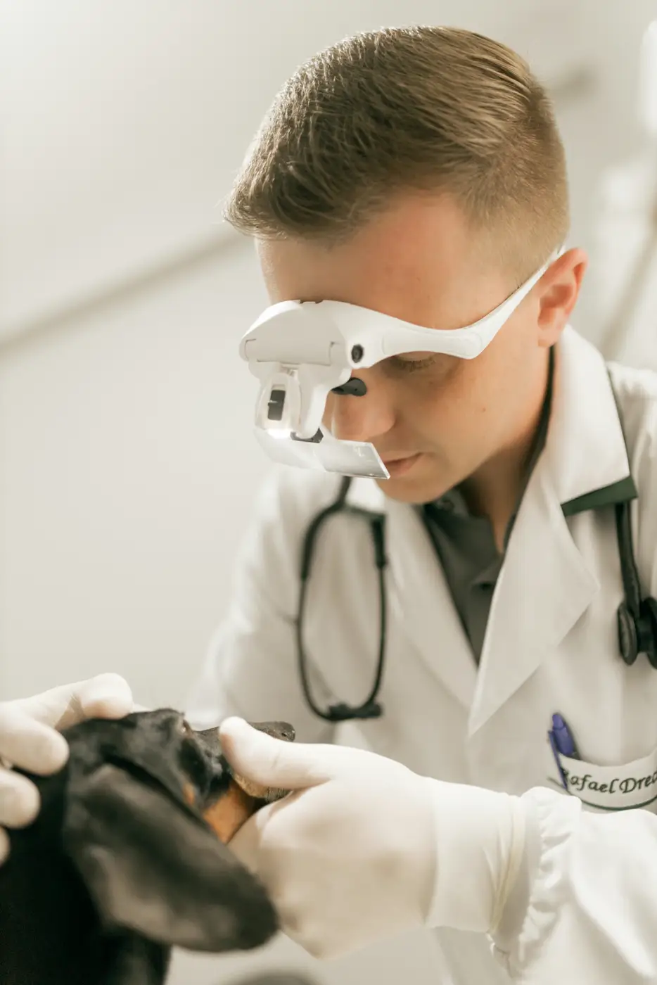 Veterinaria revisando la dentadura de un perro salchicha