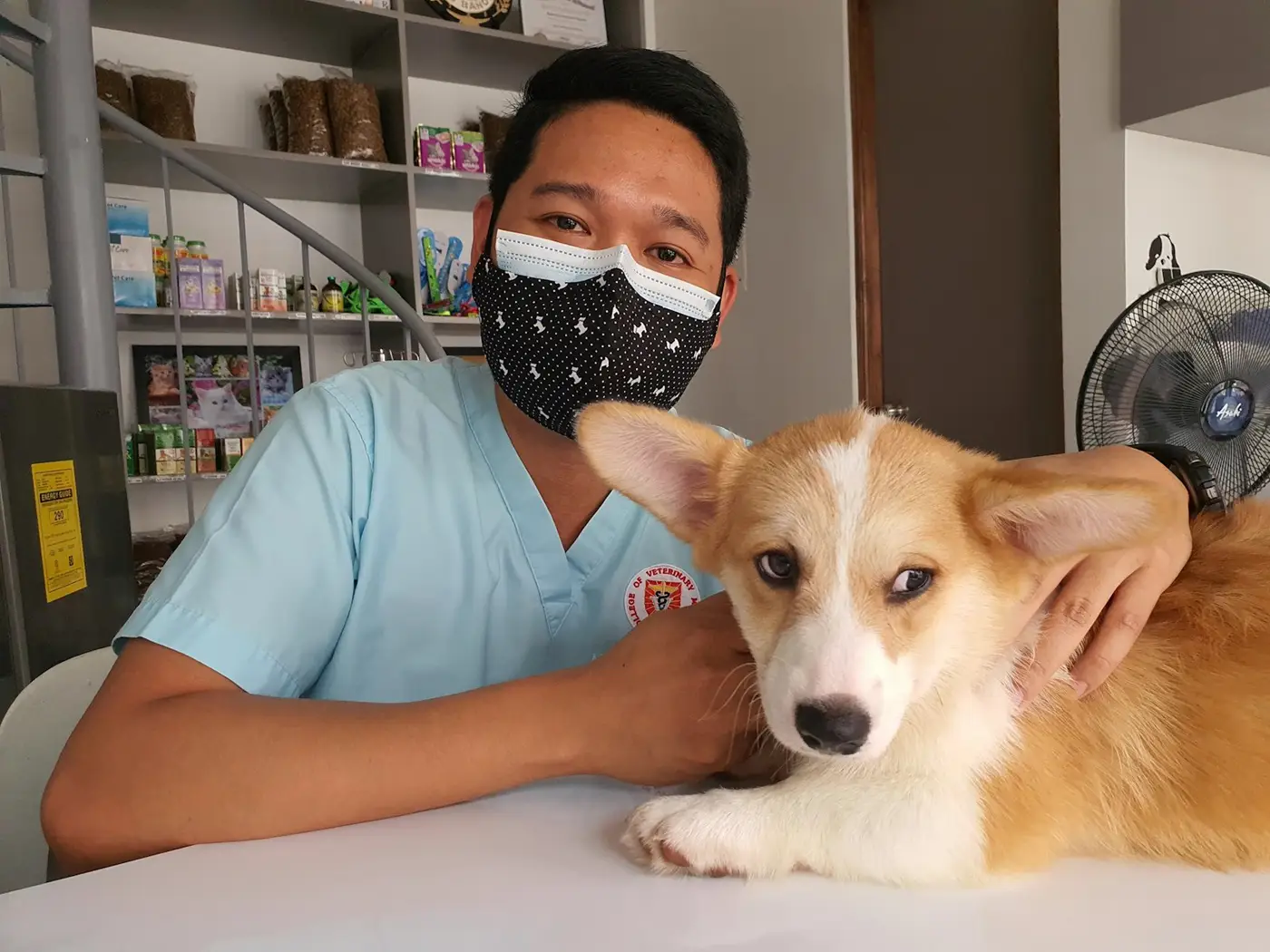 Veterinario examinando a un corgi en la clínica