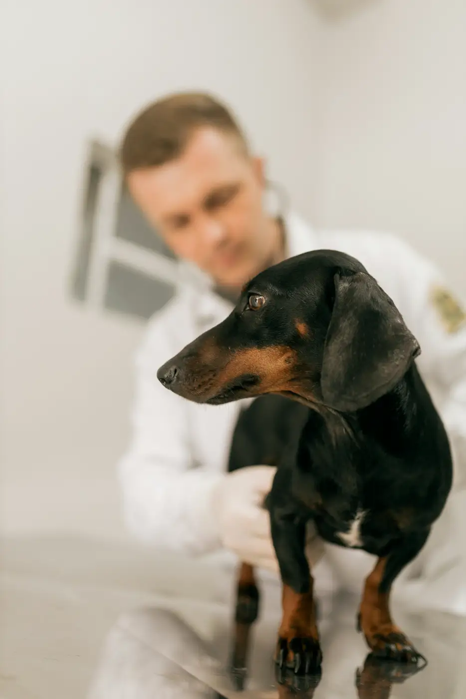 Veterinaria examinando a un perro salchicha negro y café