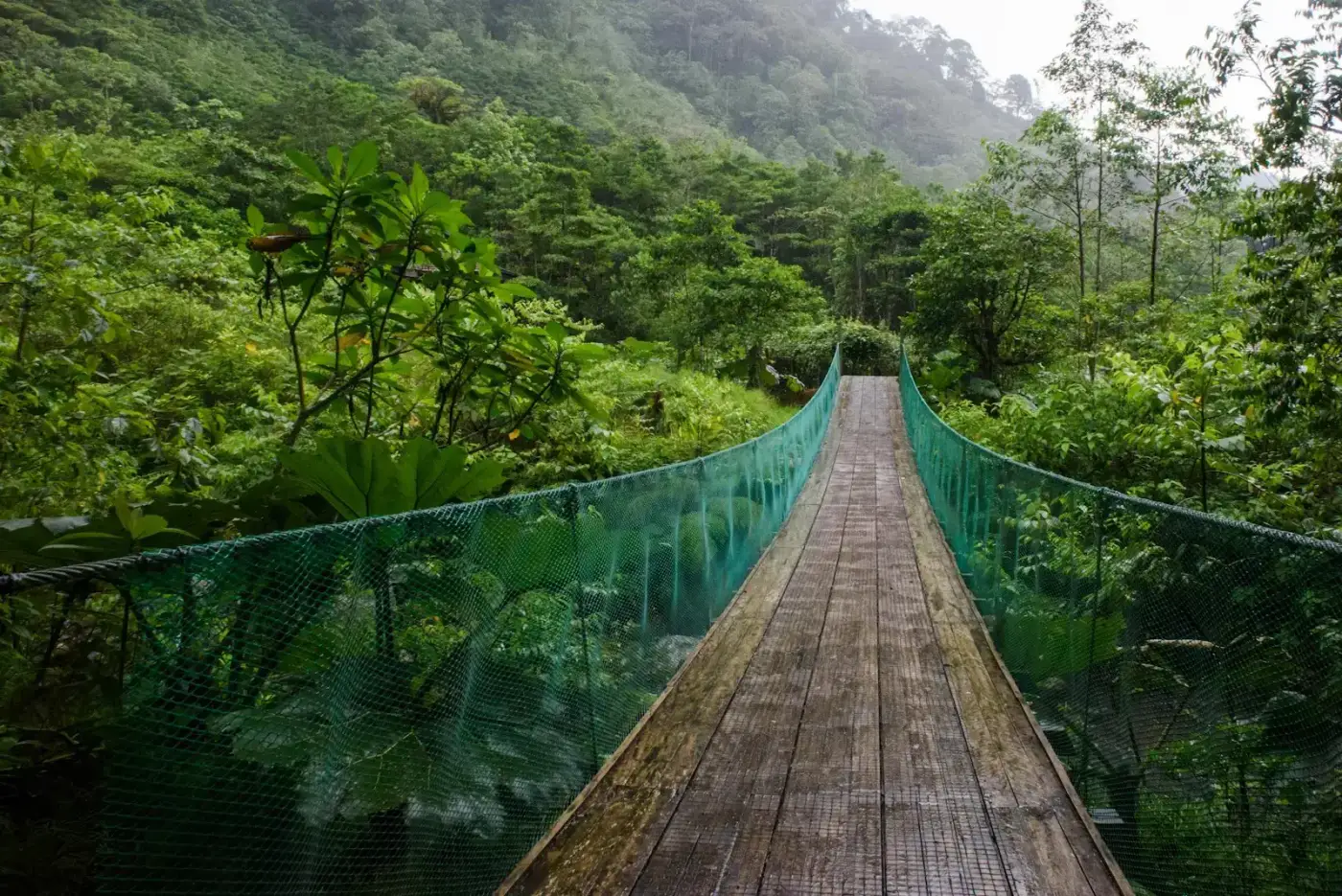 Puente colgante de madera sobre el dosel del bosque nuboso